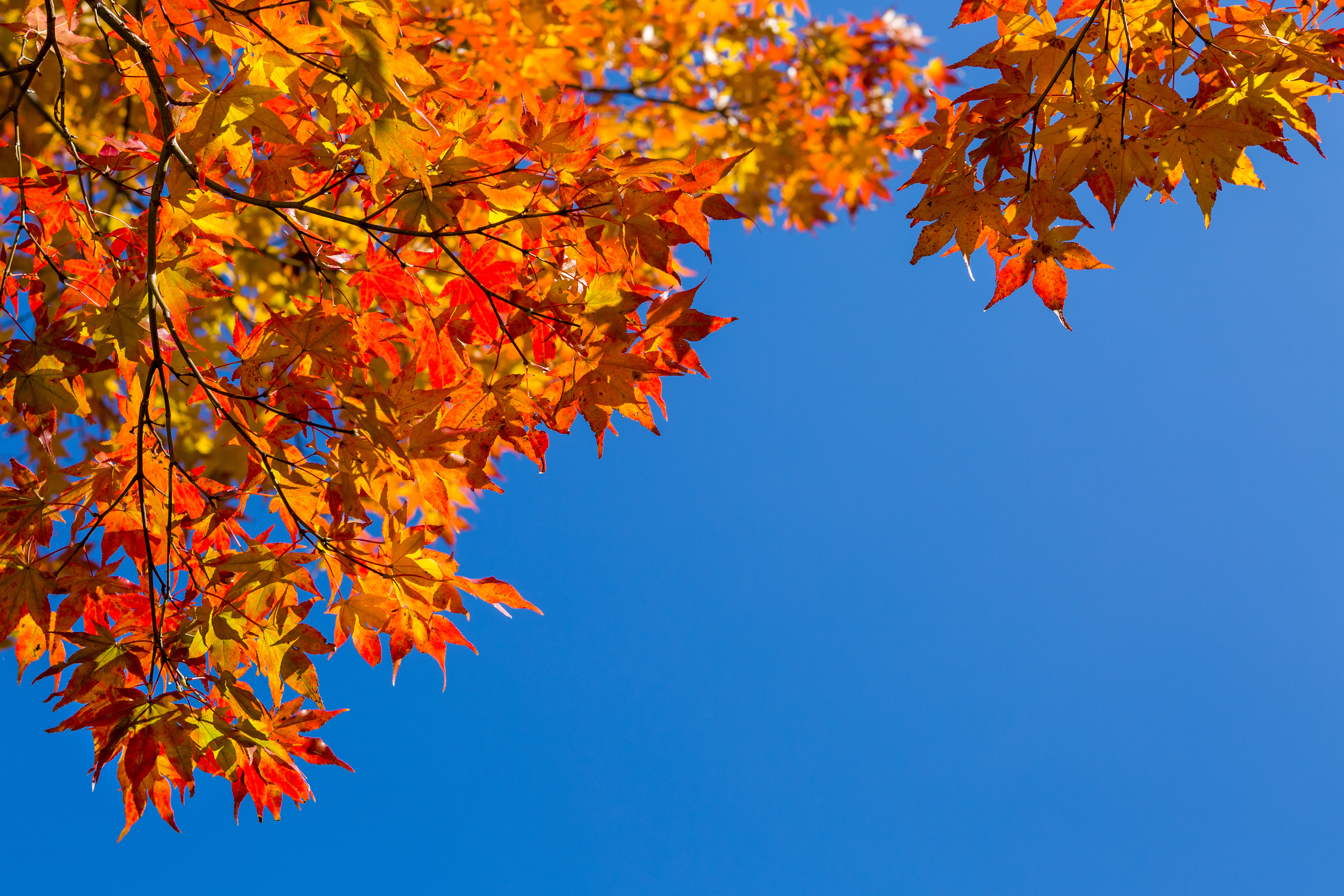 Blue skies and autumn leaves