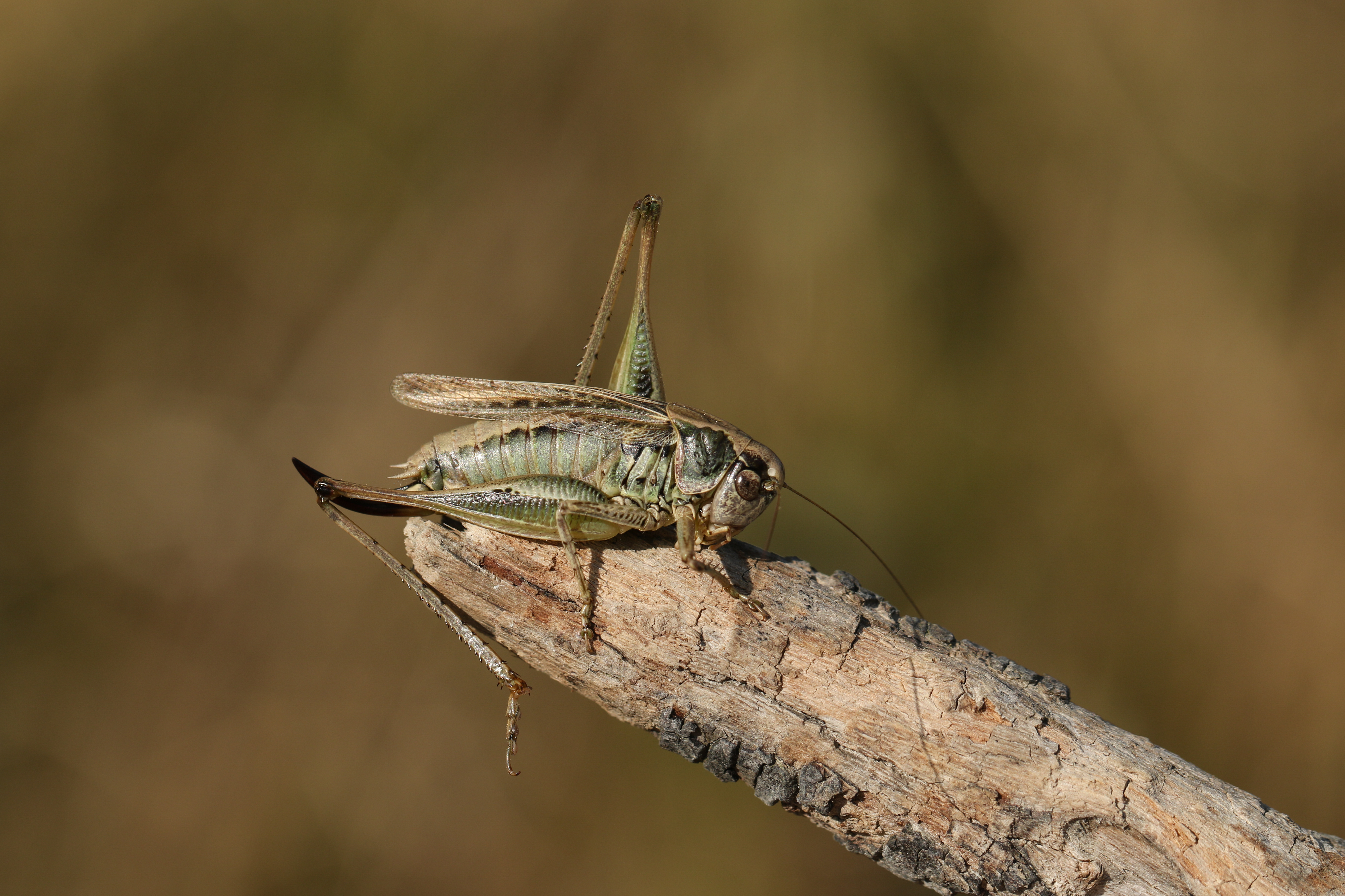 Female Grey Bush-Cricket