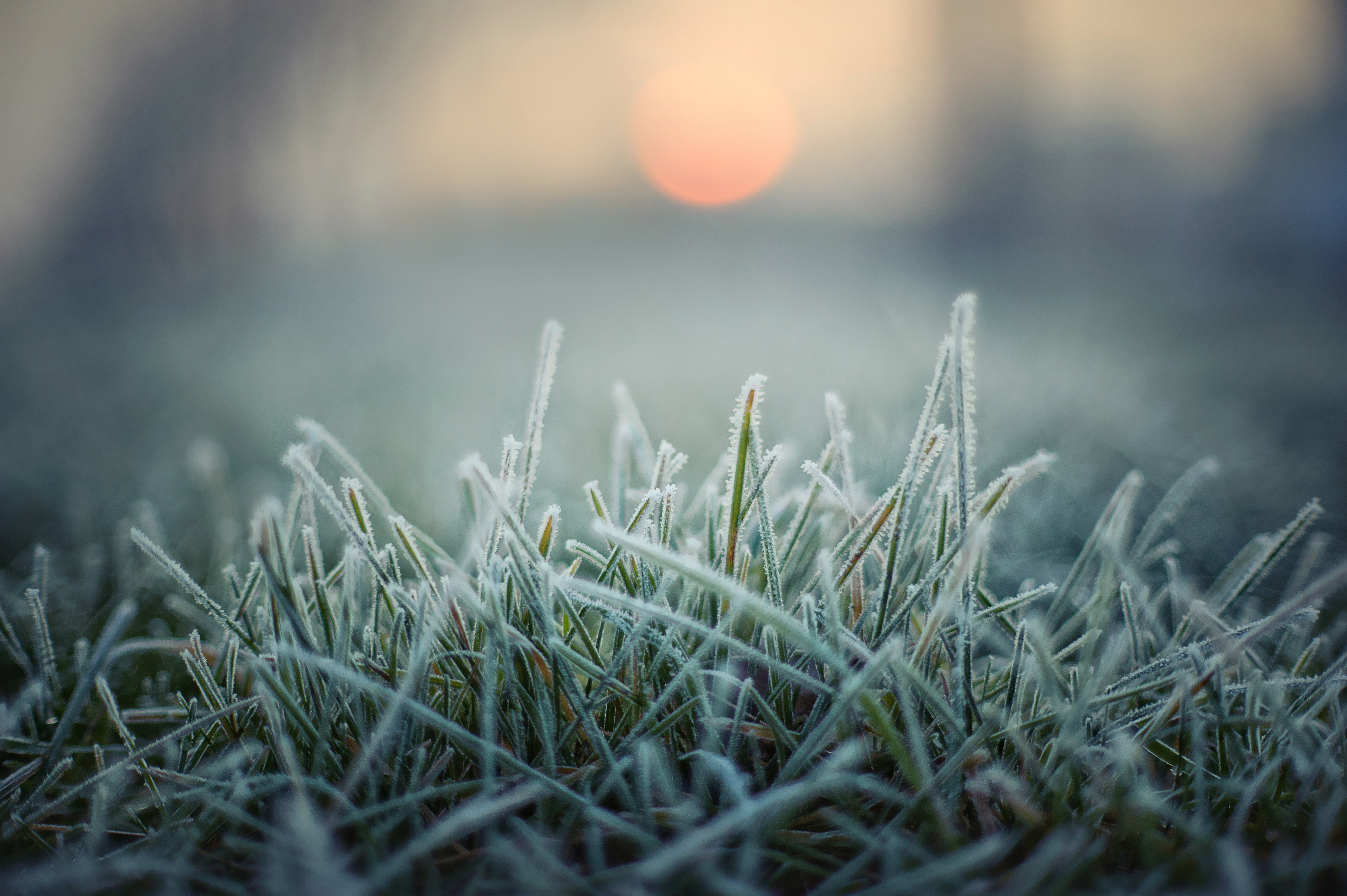 Grass frost