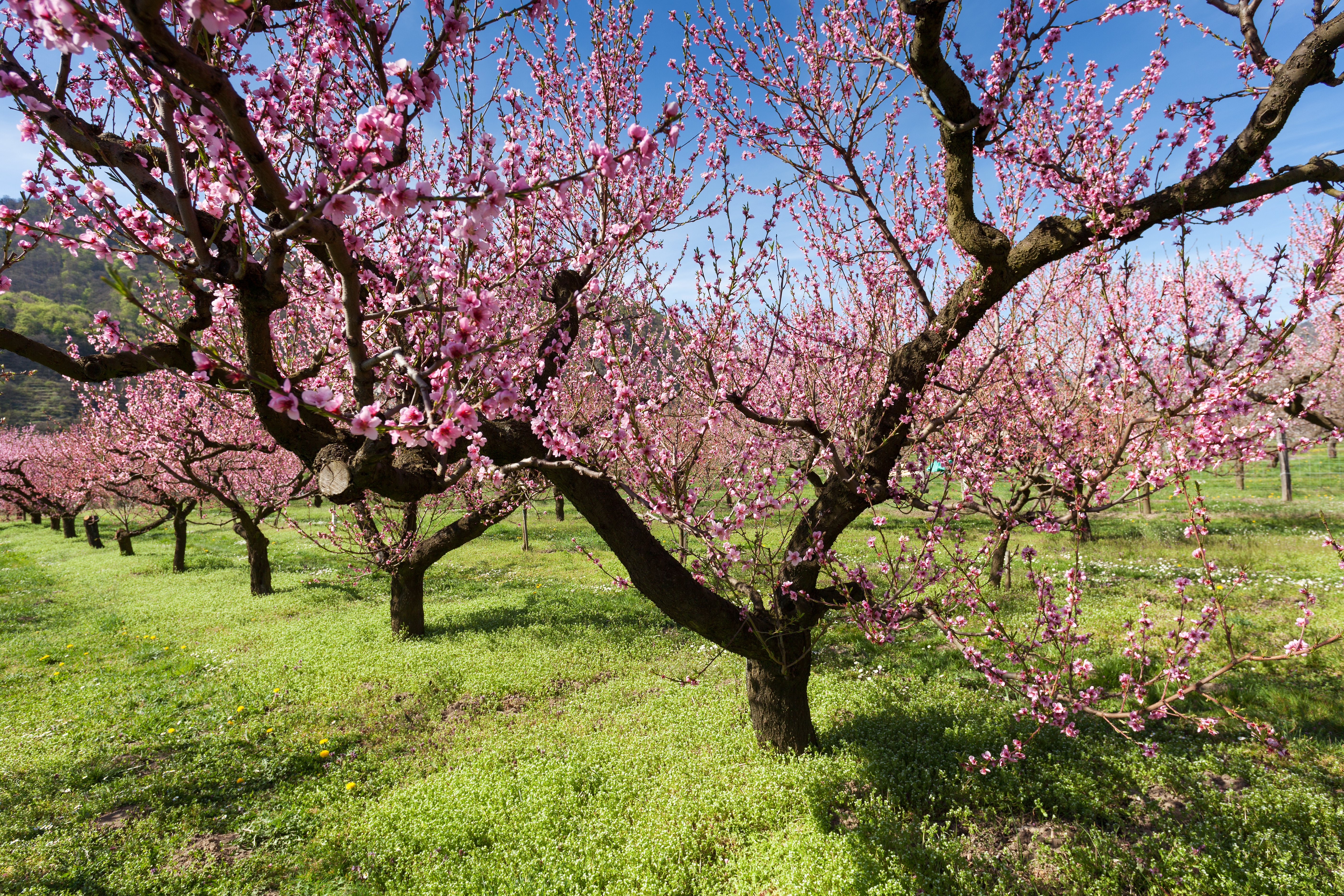 Peach Blossom