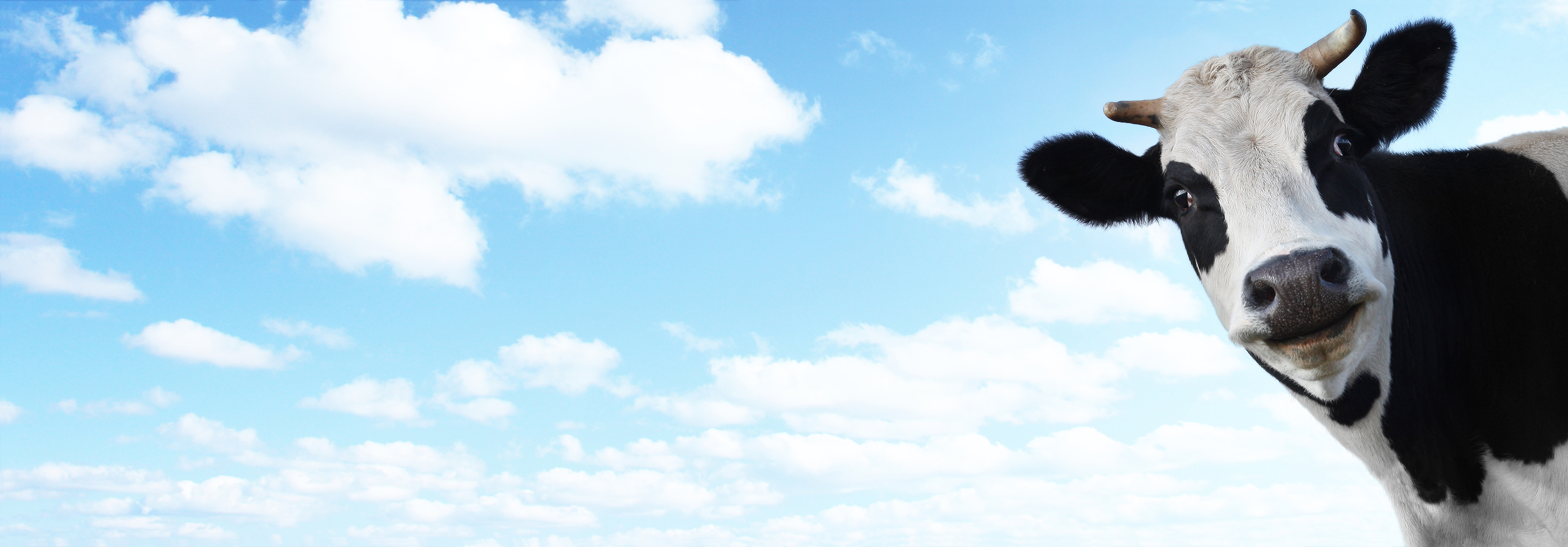 Cow in front of clouds