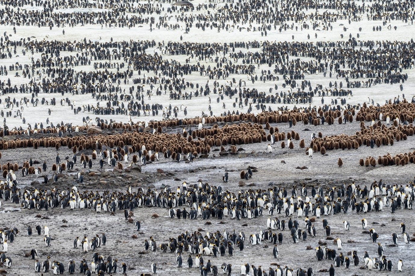 An insane number of penguins at St Andrew's Bay © Rodrigo Moraga