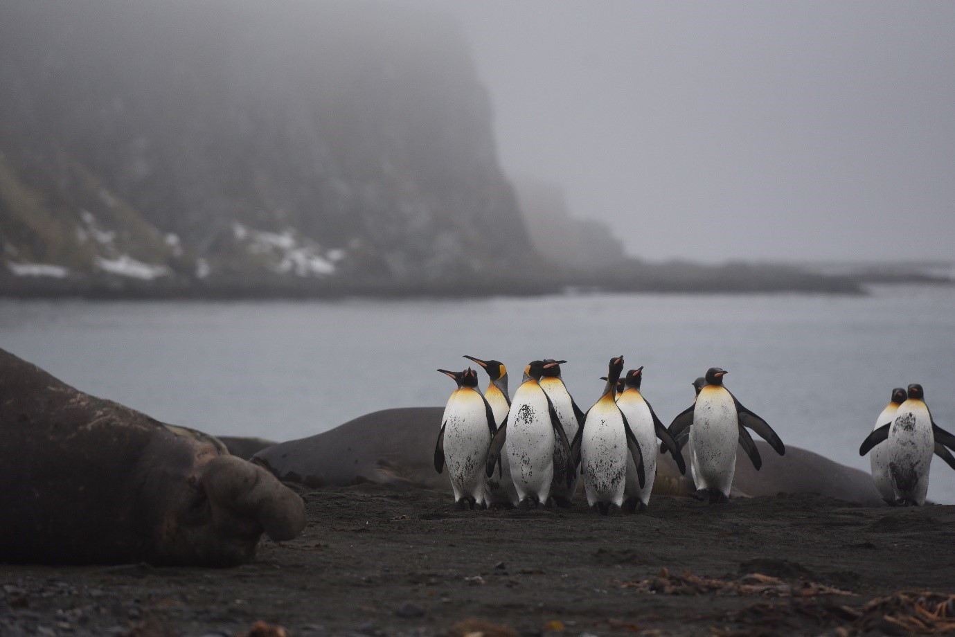 King penguins and elephant seals share the beaches of South Georgia © Peter Fisher