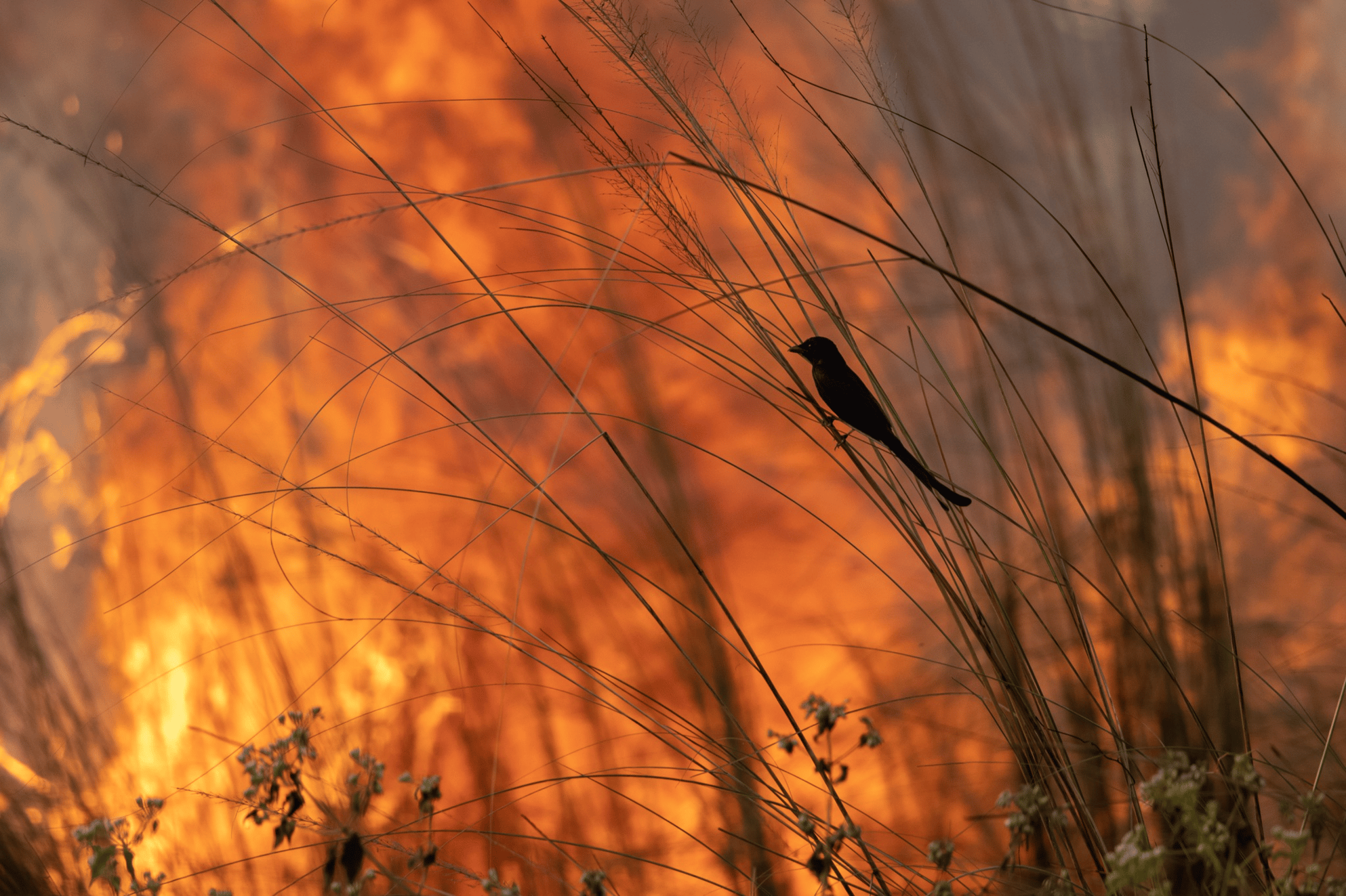 Fire on Man-Made Jungle © Mahmudul Hasan