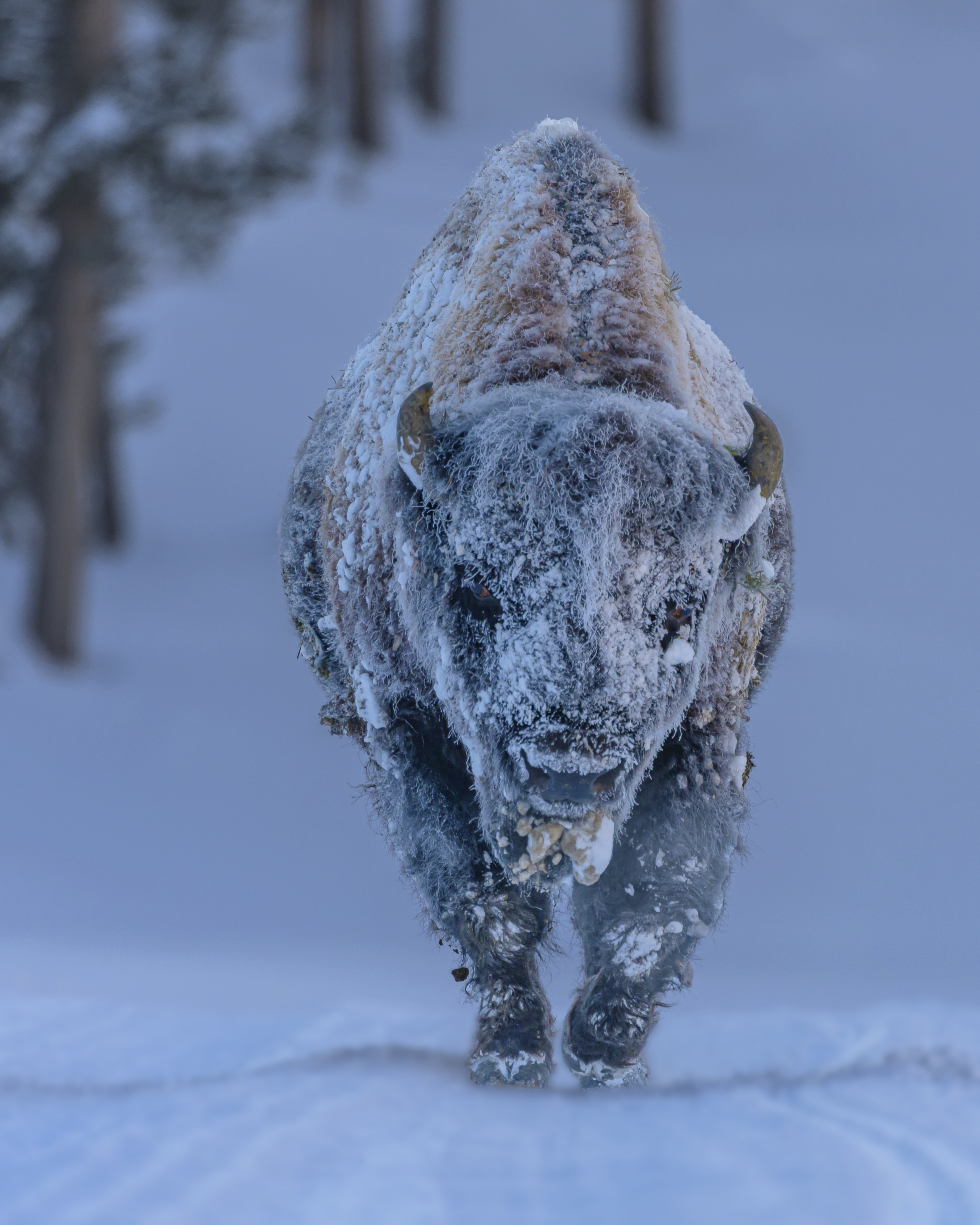 Frosty Bison © Laura Hedien