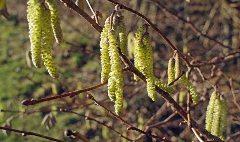 Hazel Catkins © Richard Gibbs/WTML