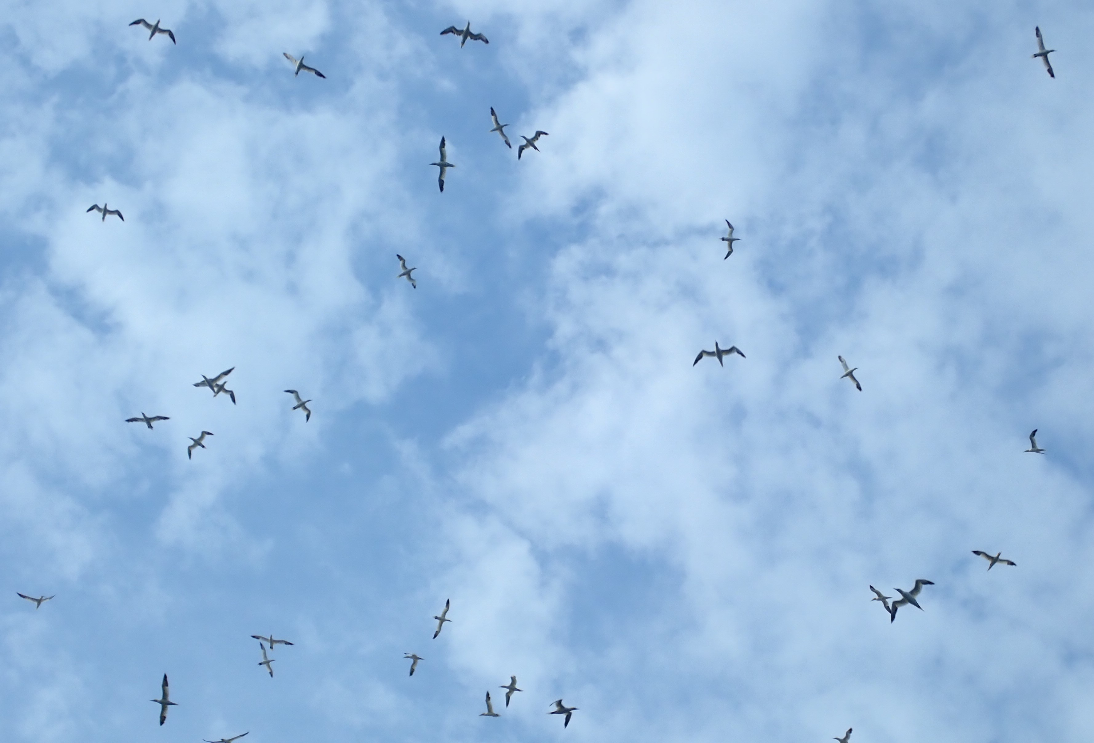 Dozens of gannets against the cloud pattern in the sky