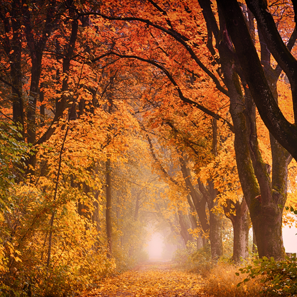 Autumn colours in a woodland