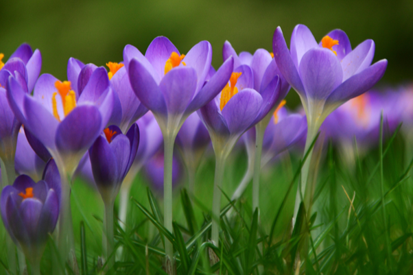Spring flowers