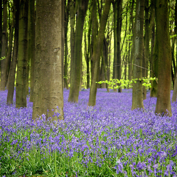 A carpet of bluebells on the forest floor