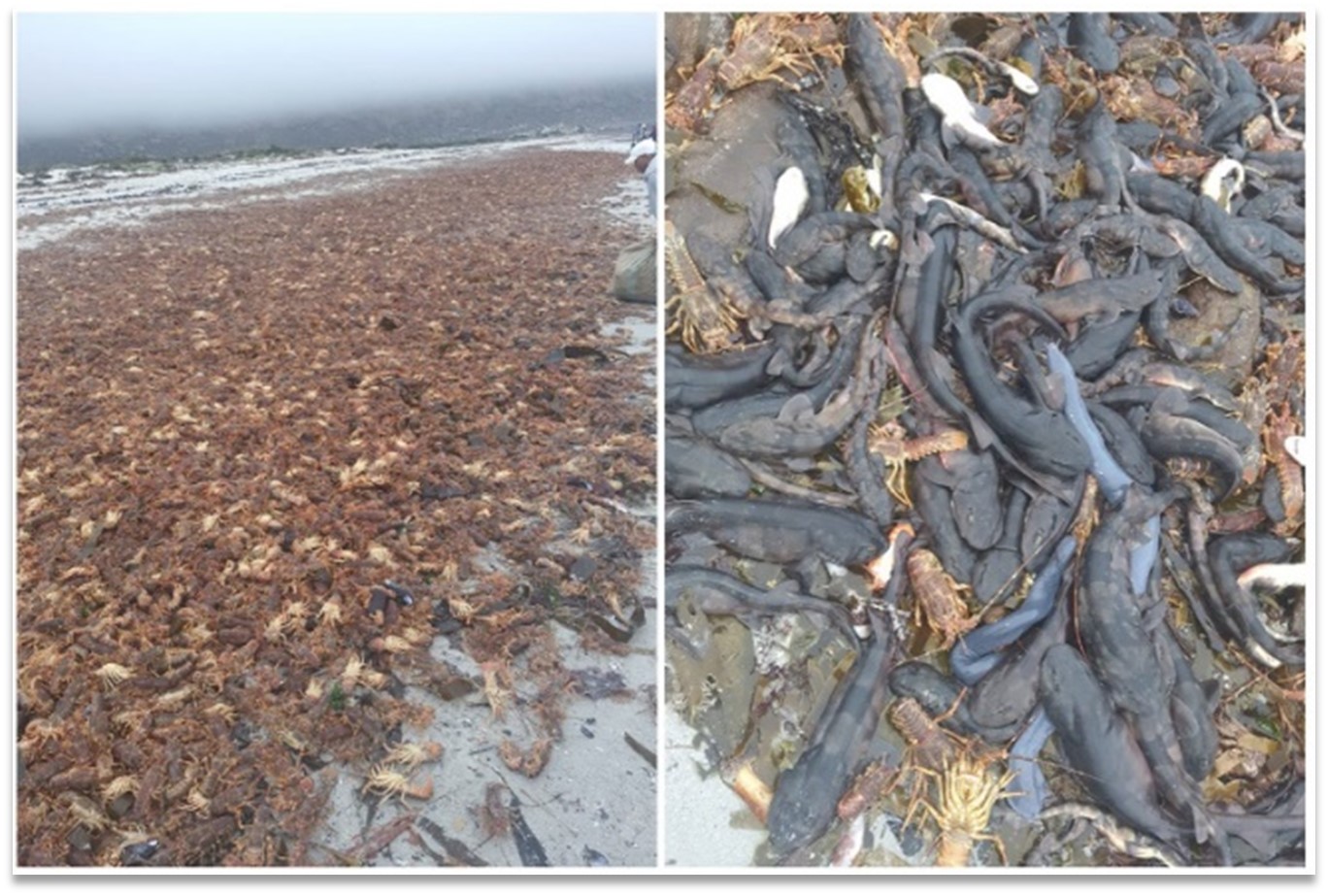 Lobster walkout and dead sharks on the west coast of South Africa
