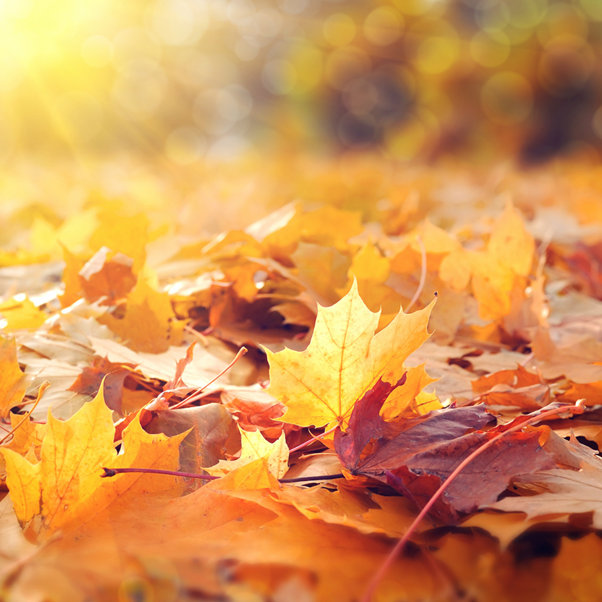 Autumn leaves on the ground