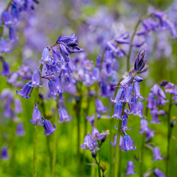 Bluebells