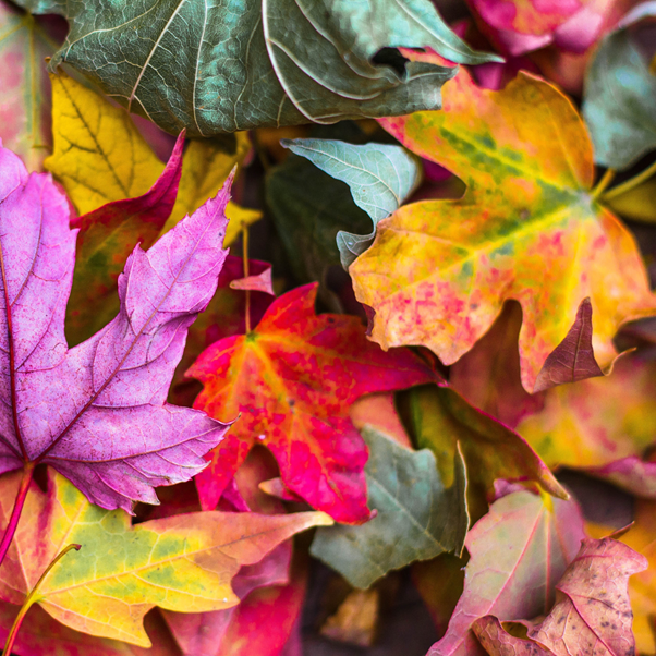 Colourful autumn leaves