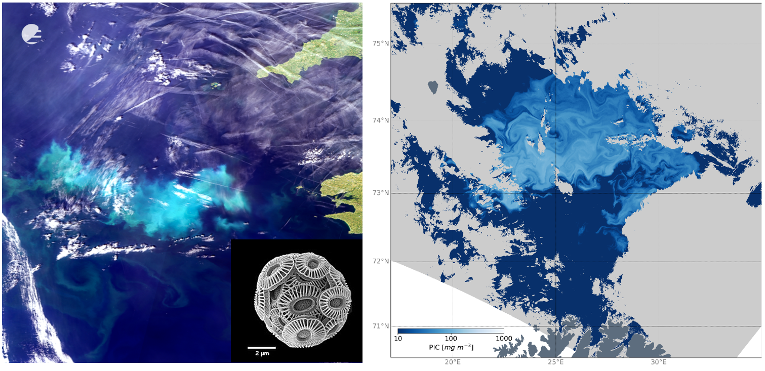 A coccolithophore bloom captured in a true colour image from Sentinel-3 OLCI (left), a microscope image of a coccolithophore (inset, credit: Wikipedia), derived particulate organic carbon concentrations derived from Sentinel-3 OLCI data over another bloom