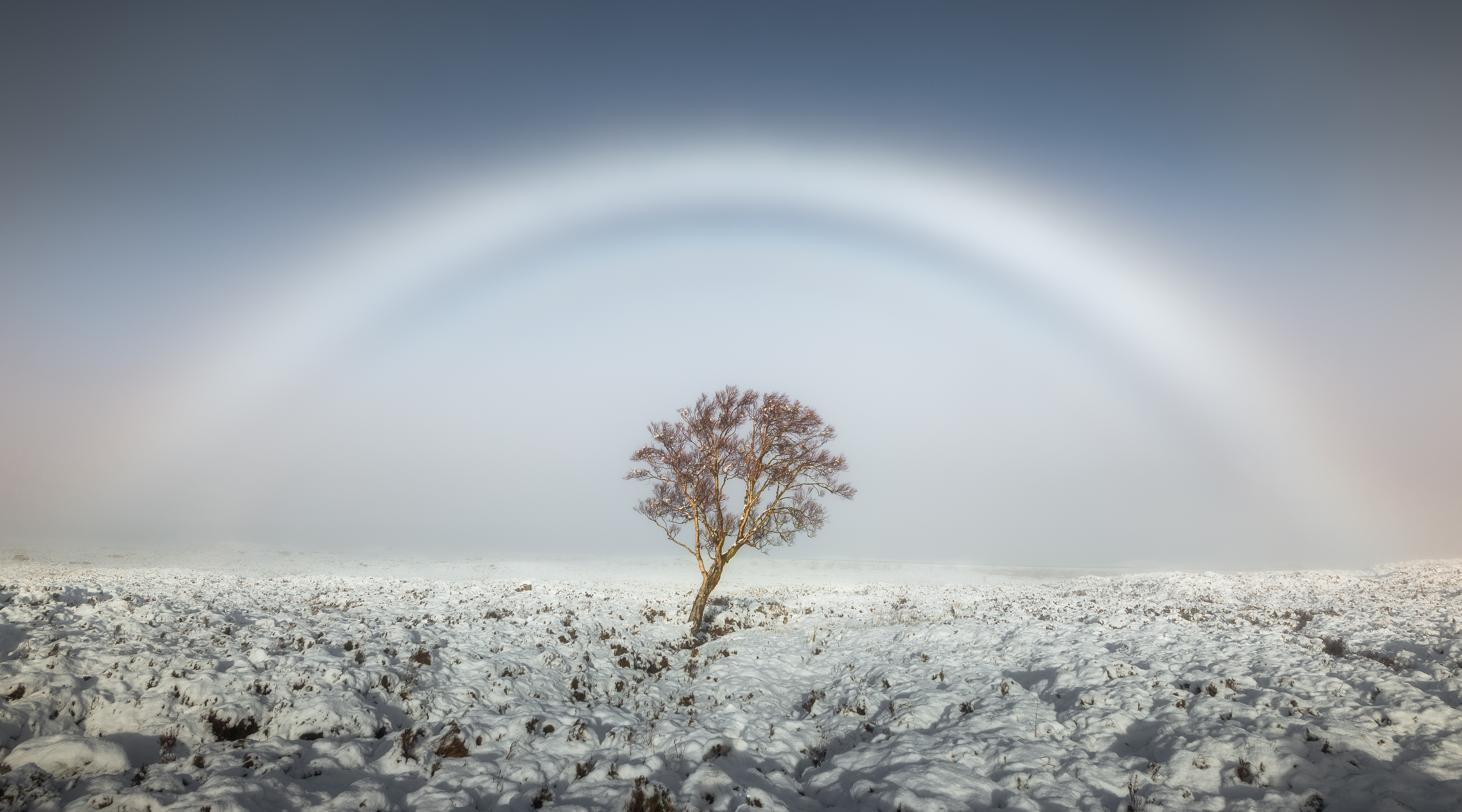 Fogbow over a snowy tree