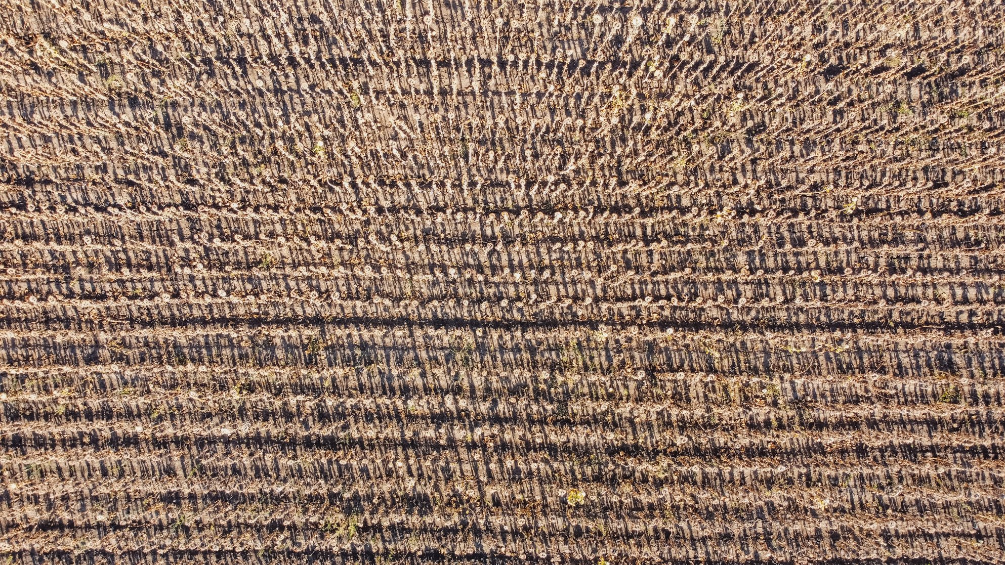 The Field of Sunflowers After Drought © Mykhailo Bekish