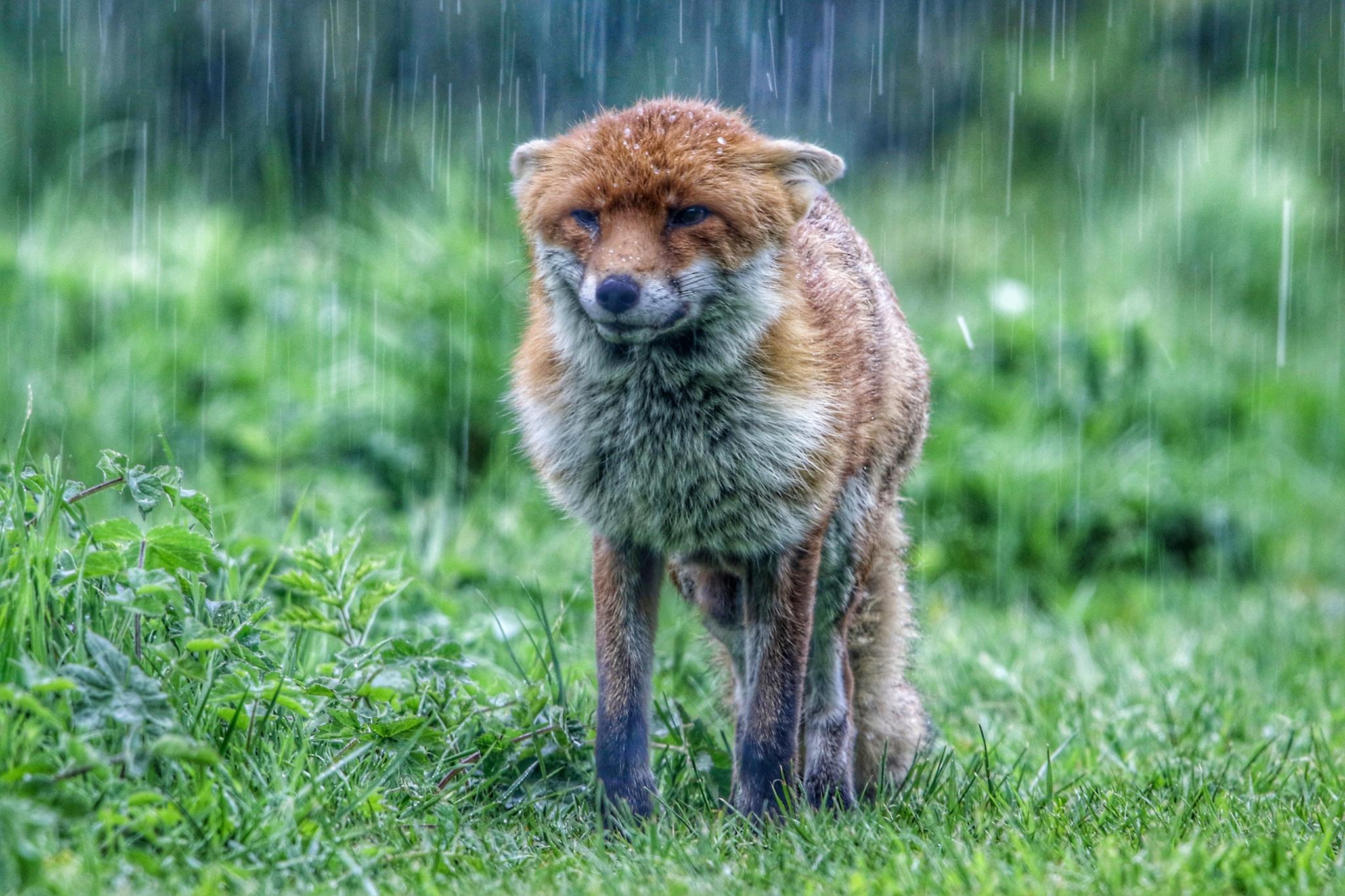 The smell of rain © Charley Nicholls