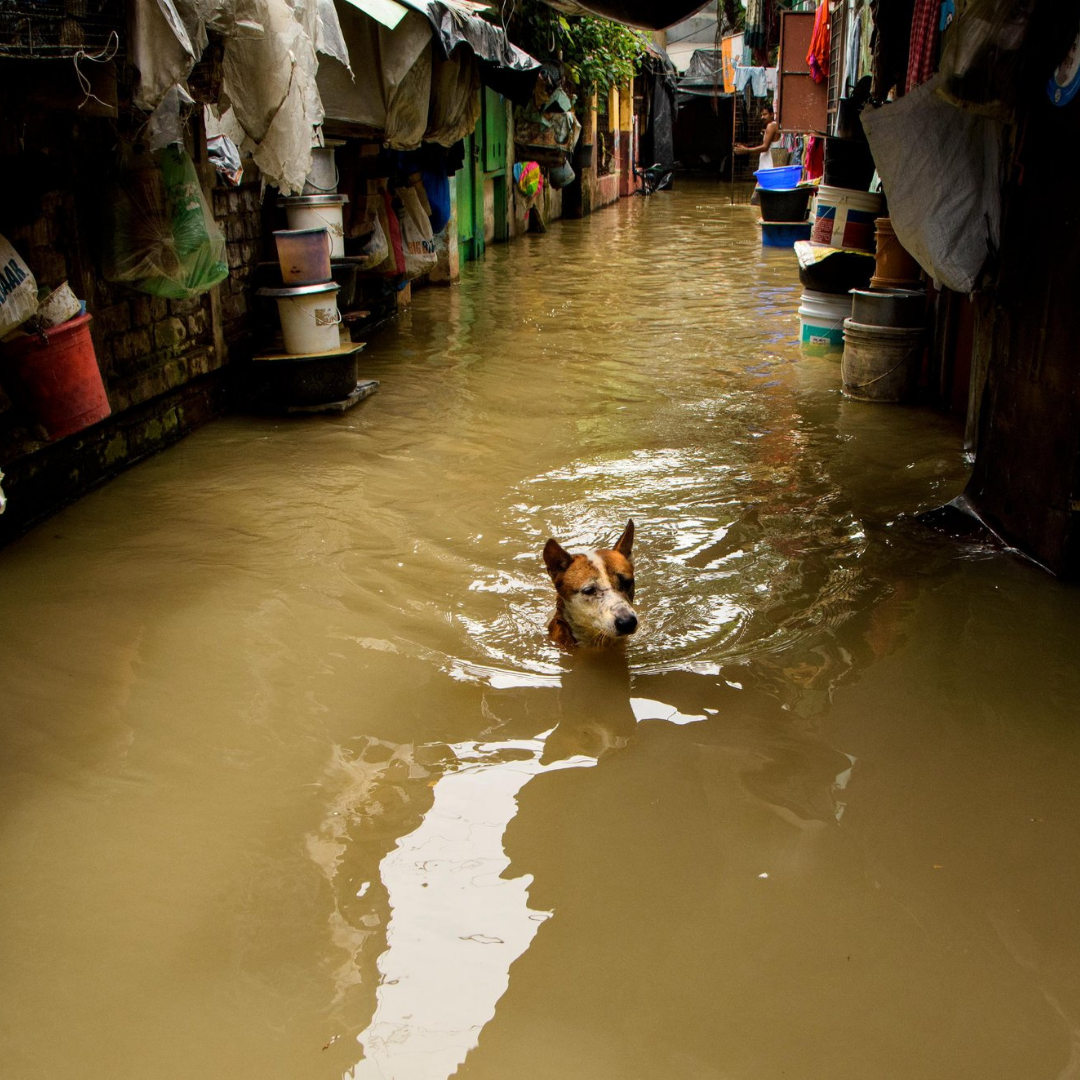 Waterlogged © Sudipta Chatterjee