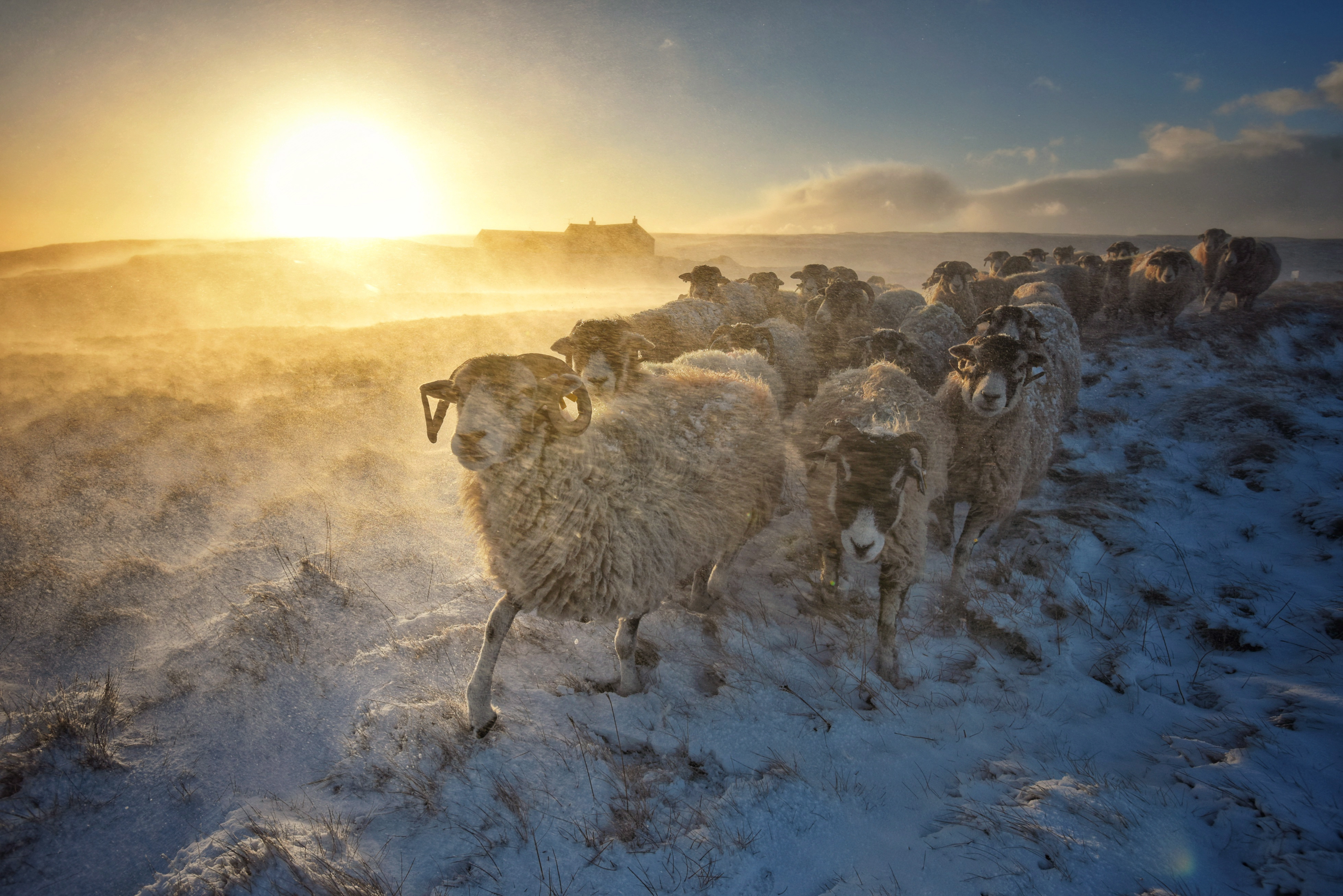 Winter Woollies © Paul Kingston