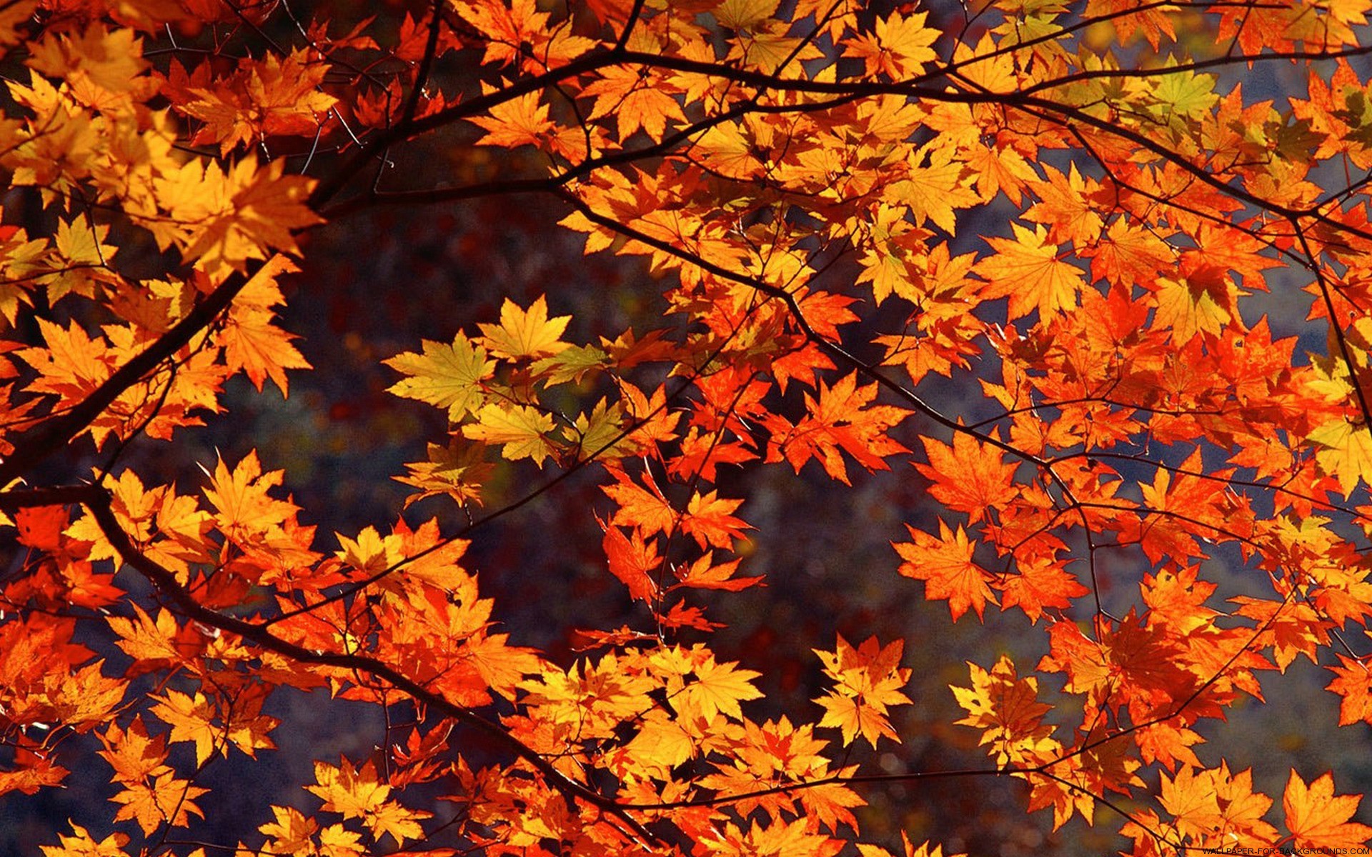 autumn leaves