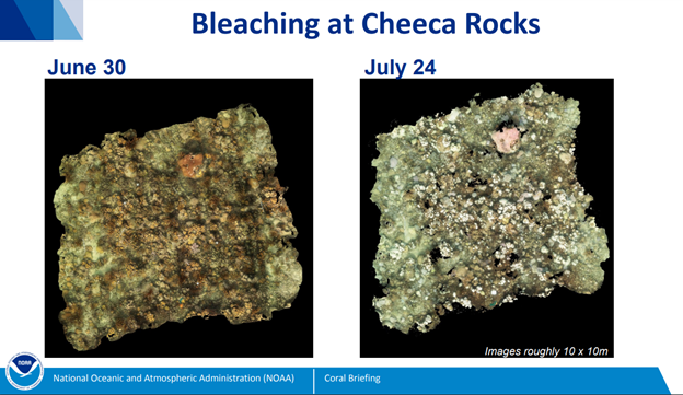 Bleaching at Cheeca Rocks 2023