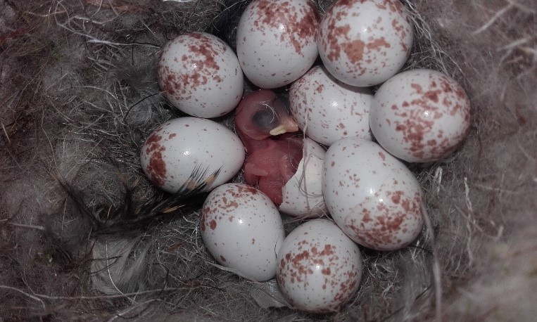 Blue Tit Brood