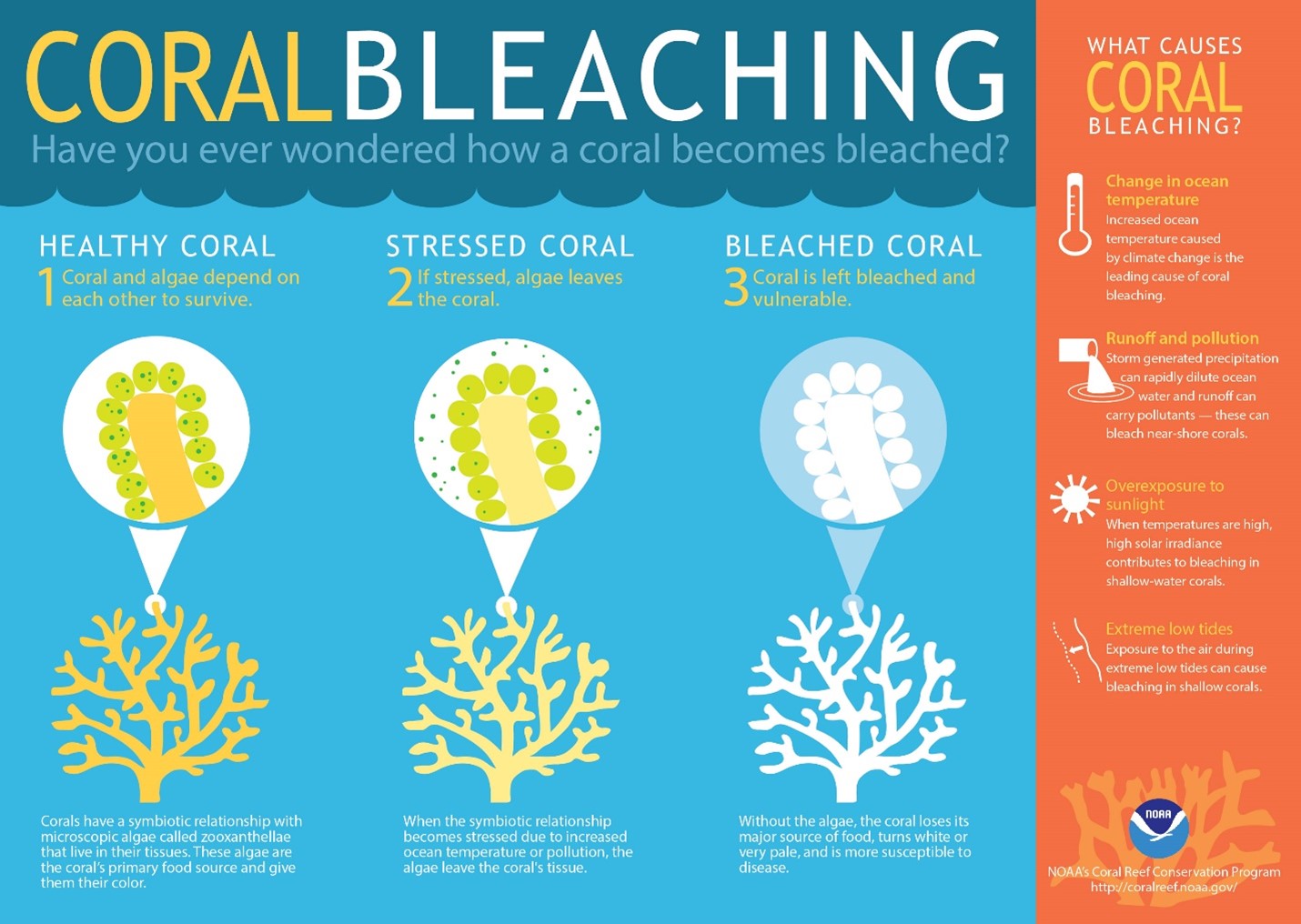 Coral bleaching infographic