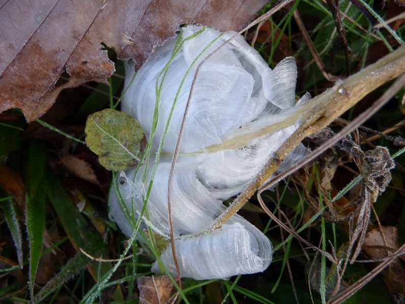 Frost flower of ice