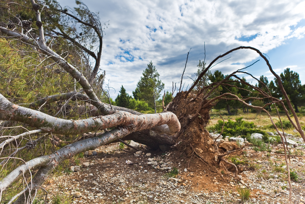 Tree fallen over from Great Storm of 1987