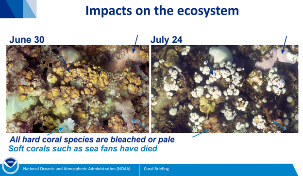 Impacts on the ecosystem