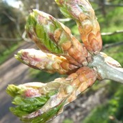 Oak leaf budburst