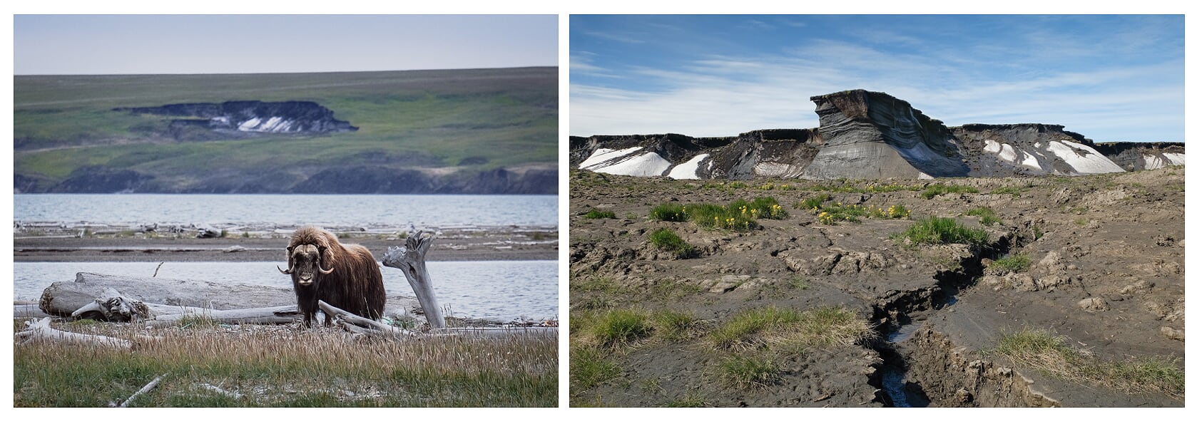 muskox and thermafrost thaw slump