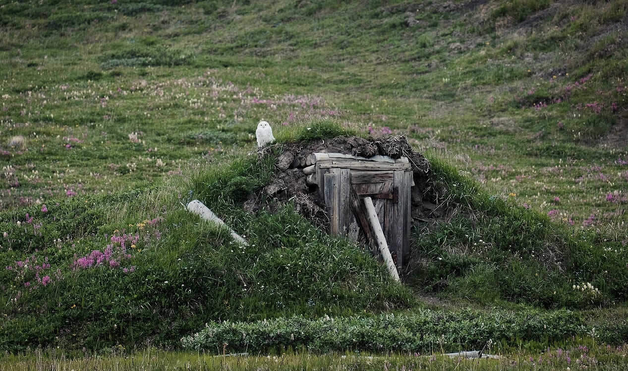 snowy owl