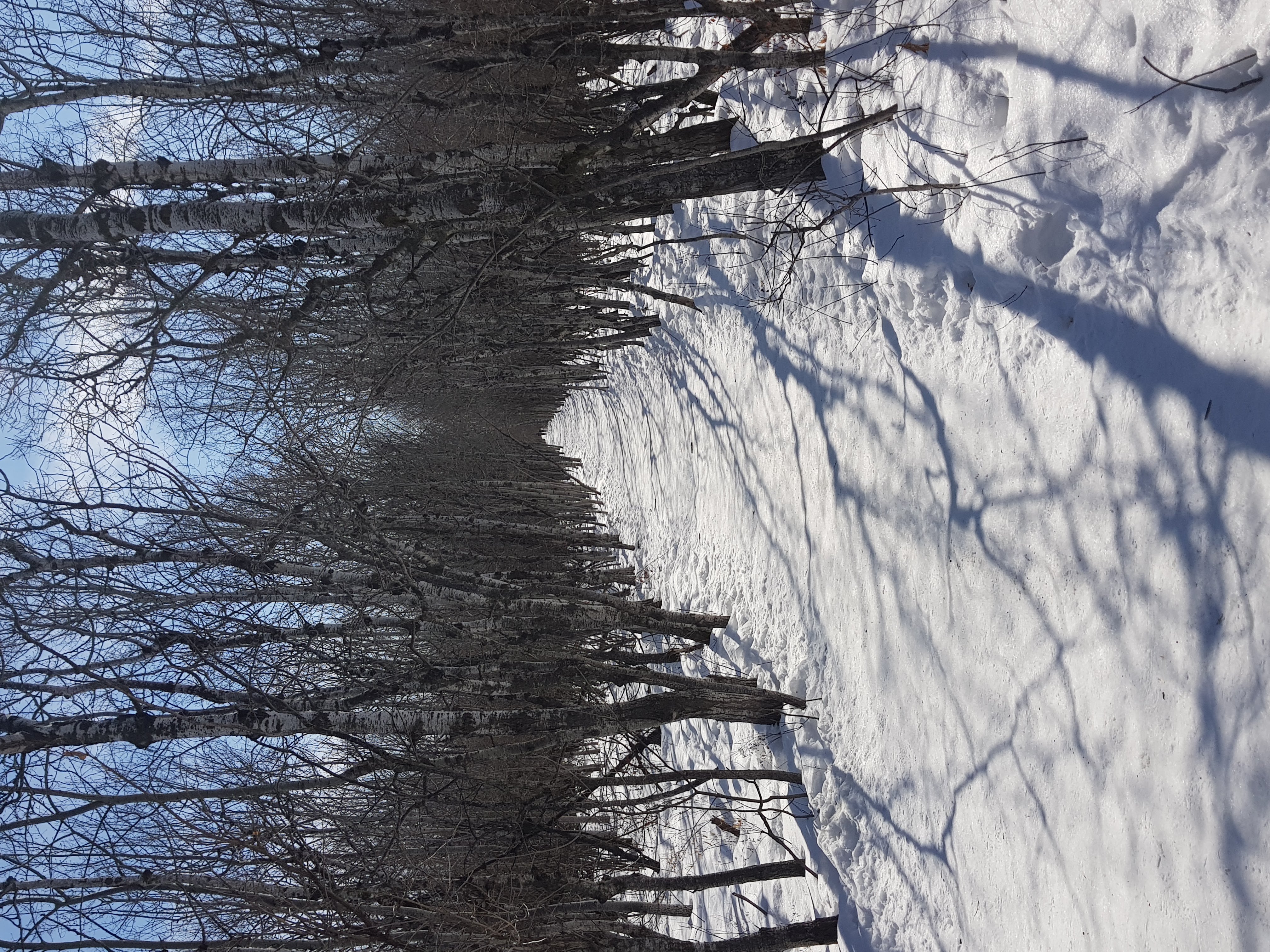 Snow on trees Winnipeg