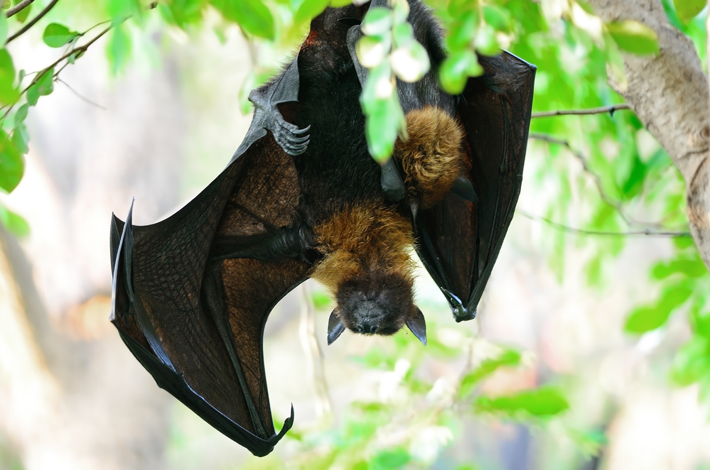 fruit bat