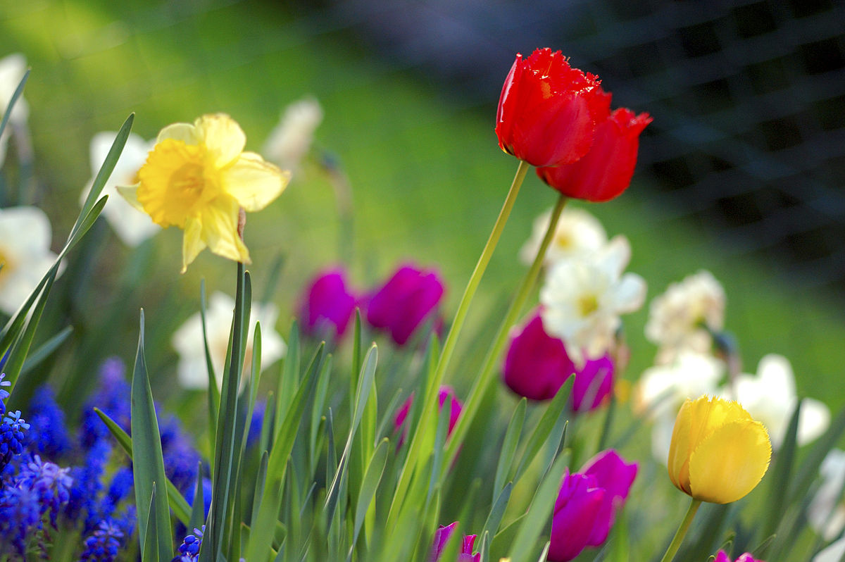 spring flowers