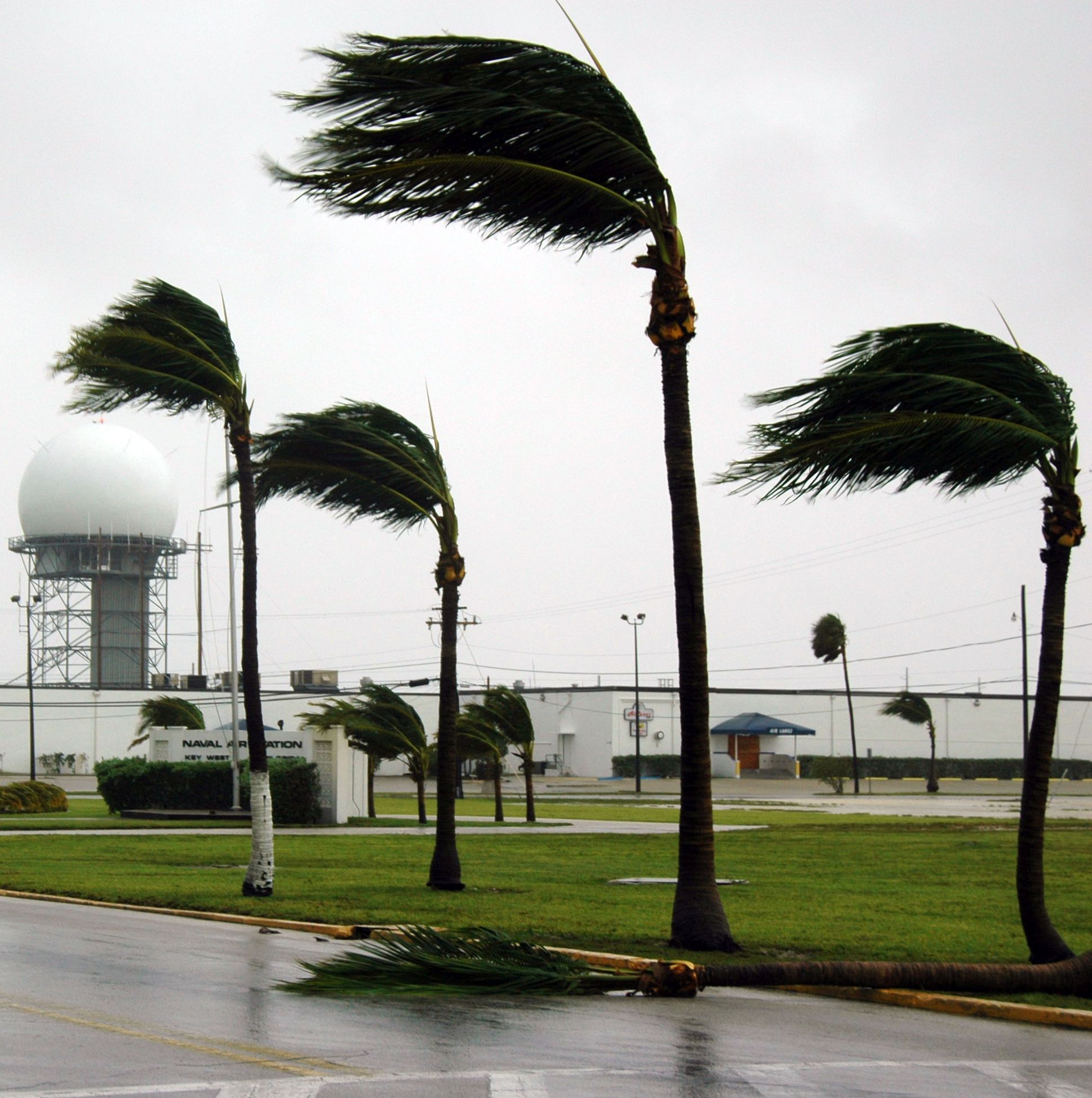 windy palms