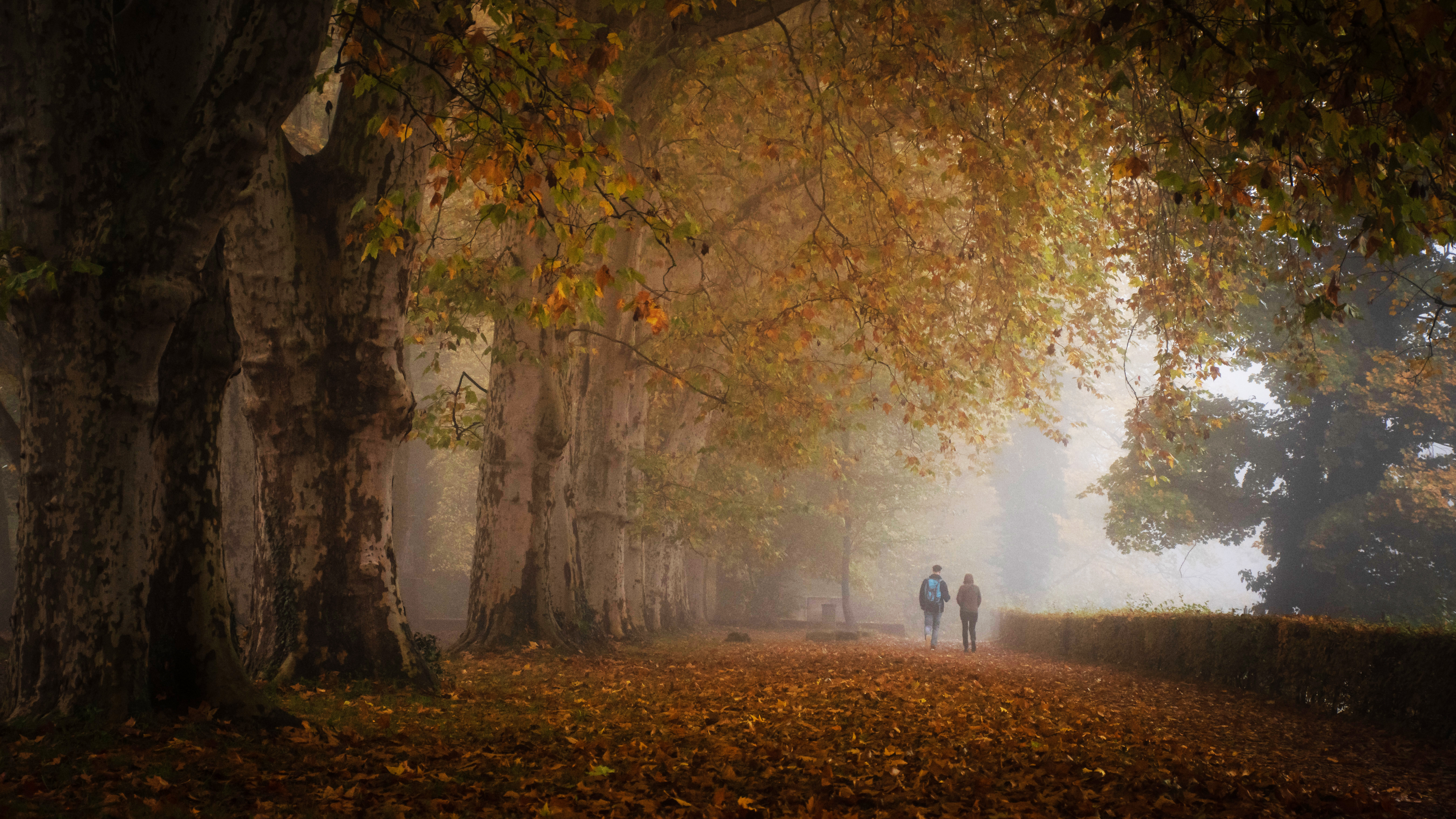 Autumnal fog with a couple walking through trees