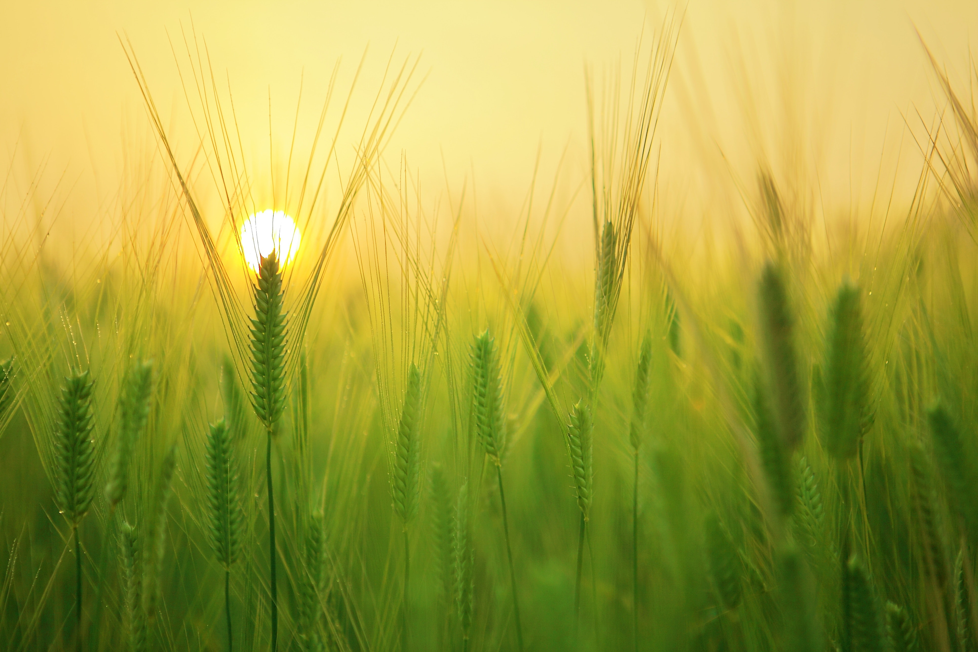 Sunrise in green field