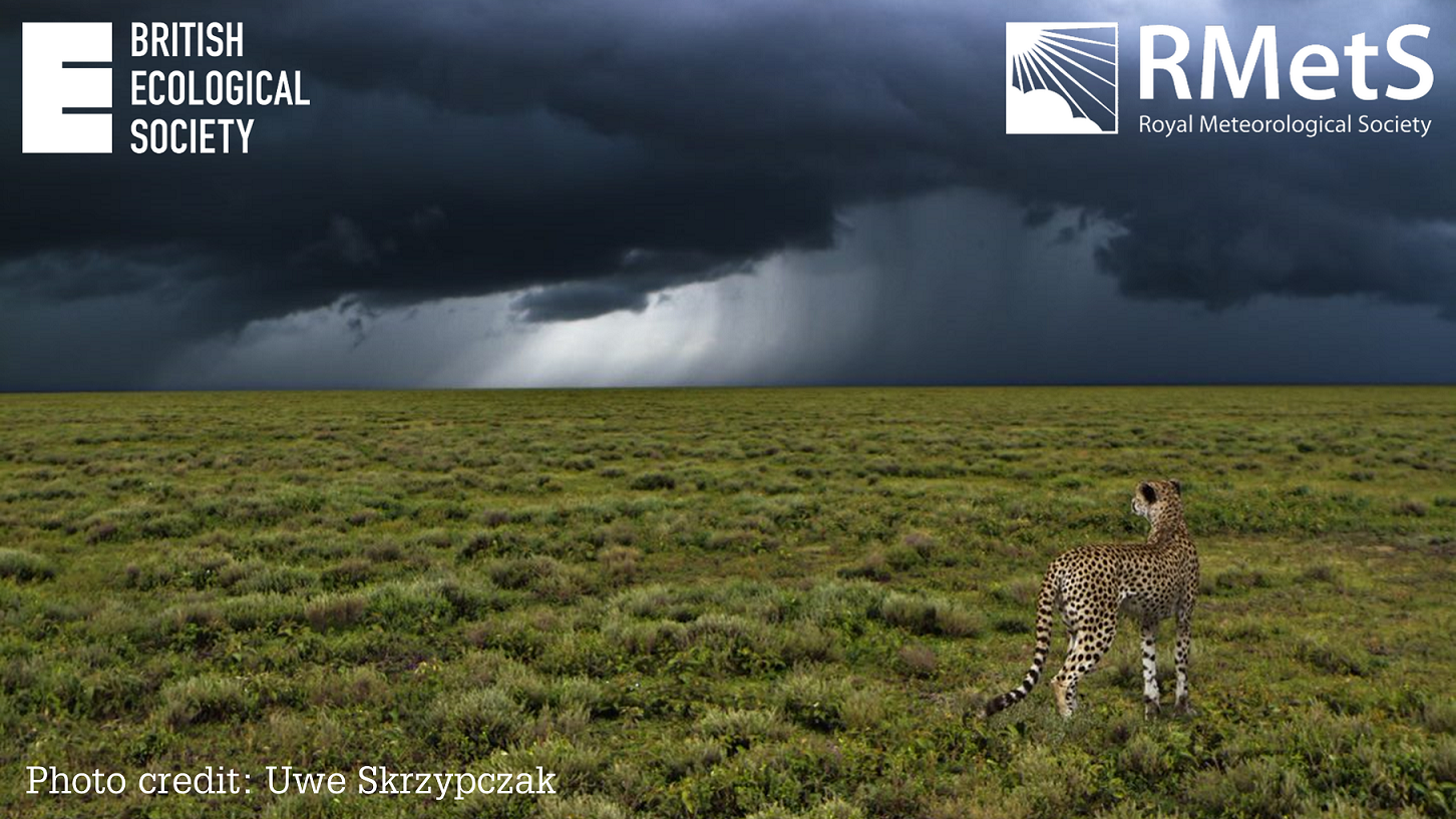 Thunderstorm with cheetah photo by Uwe Skrzypczak