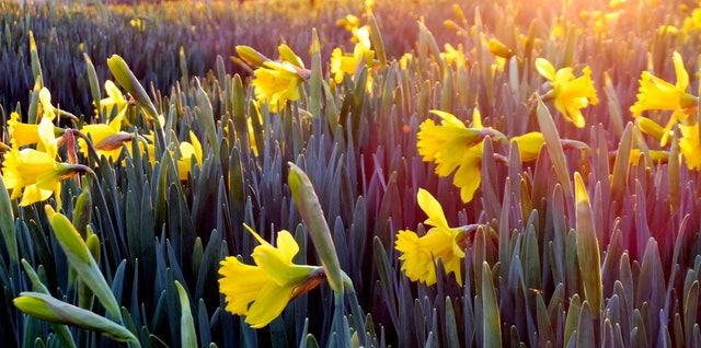 daffodils in sunshine