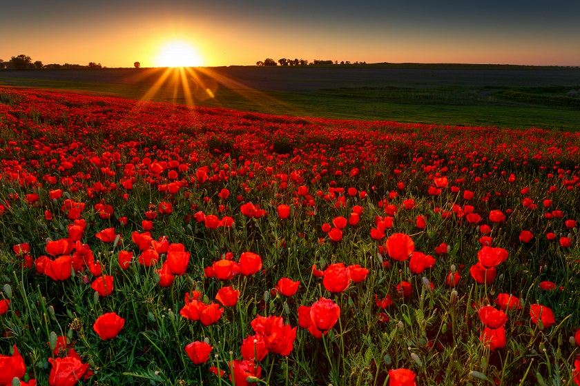 A field of poppies with the sun setting