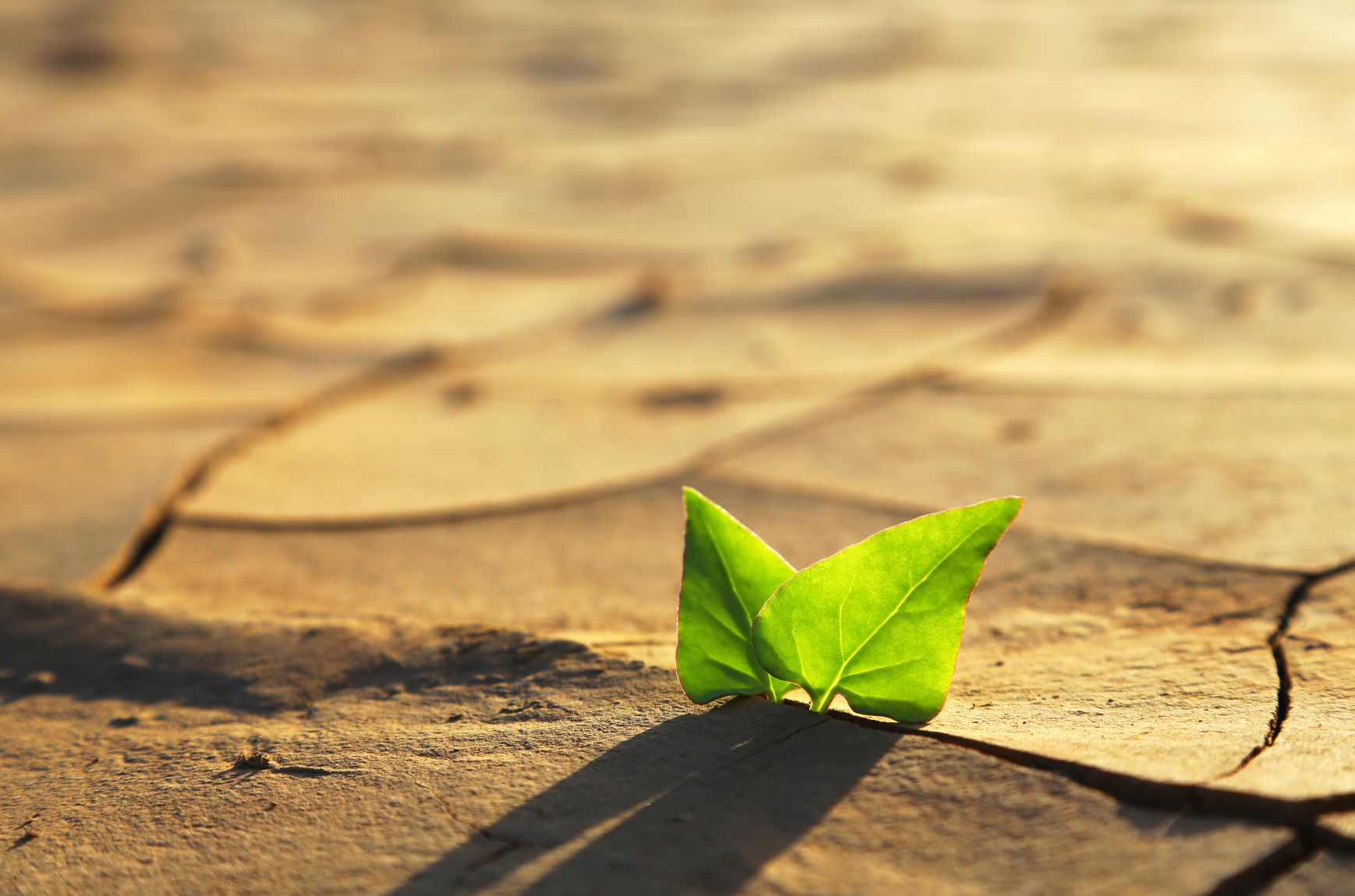 Leaf growing through dry cracked soil