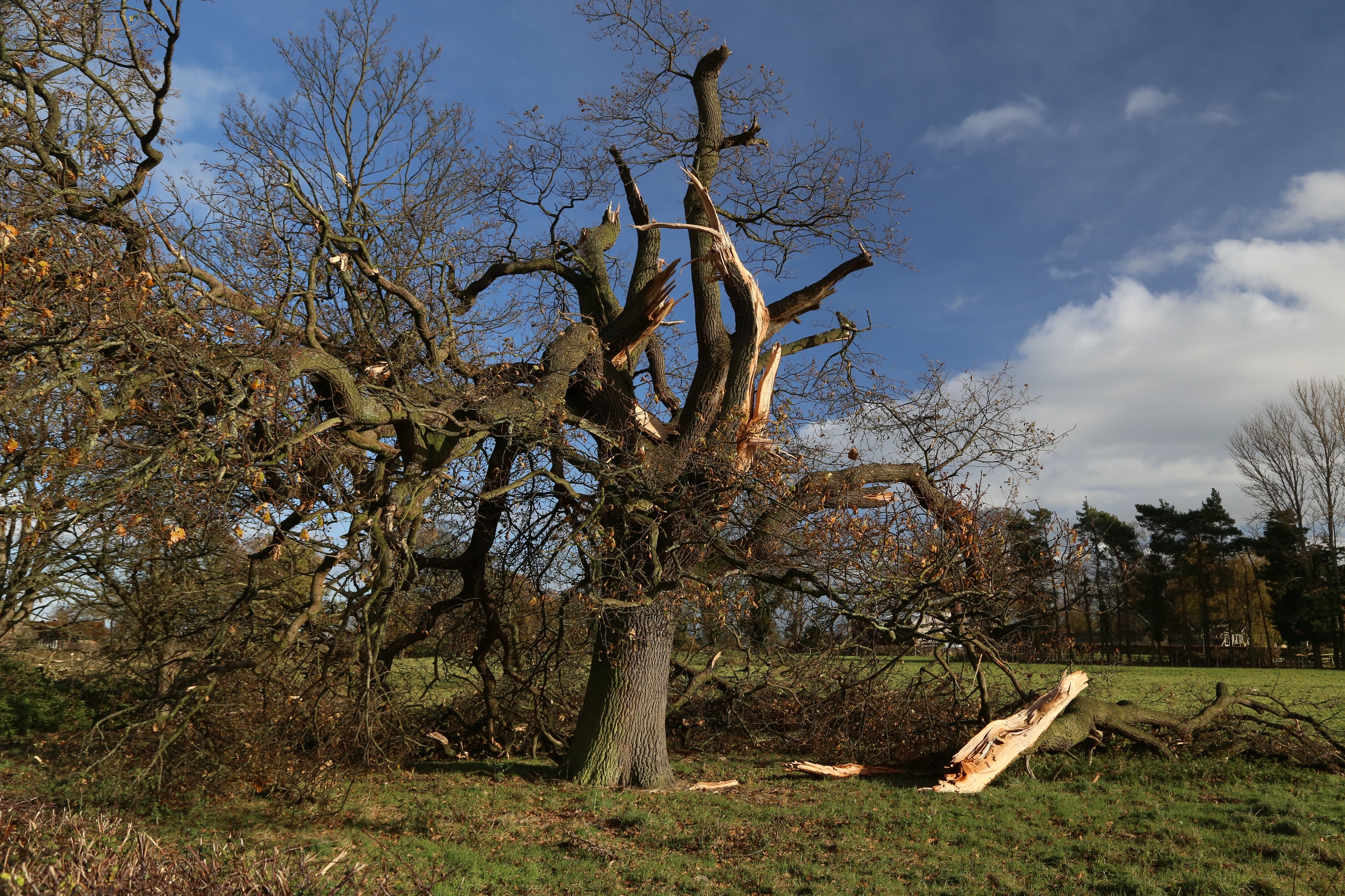 17 November 2016, Little Ness, Shropshire - Matthew Clark