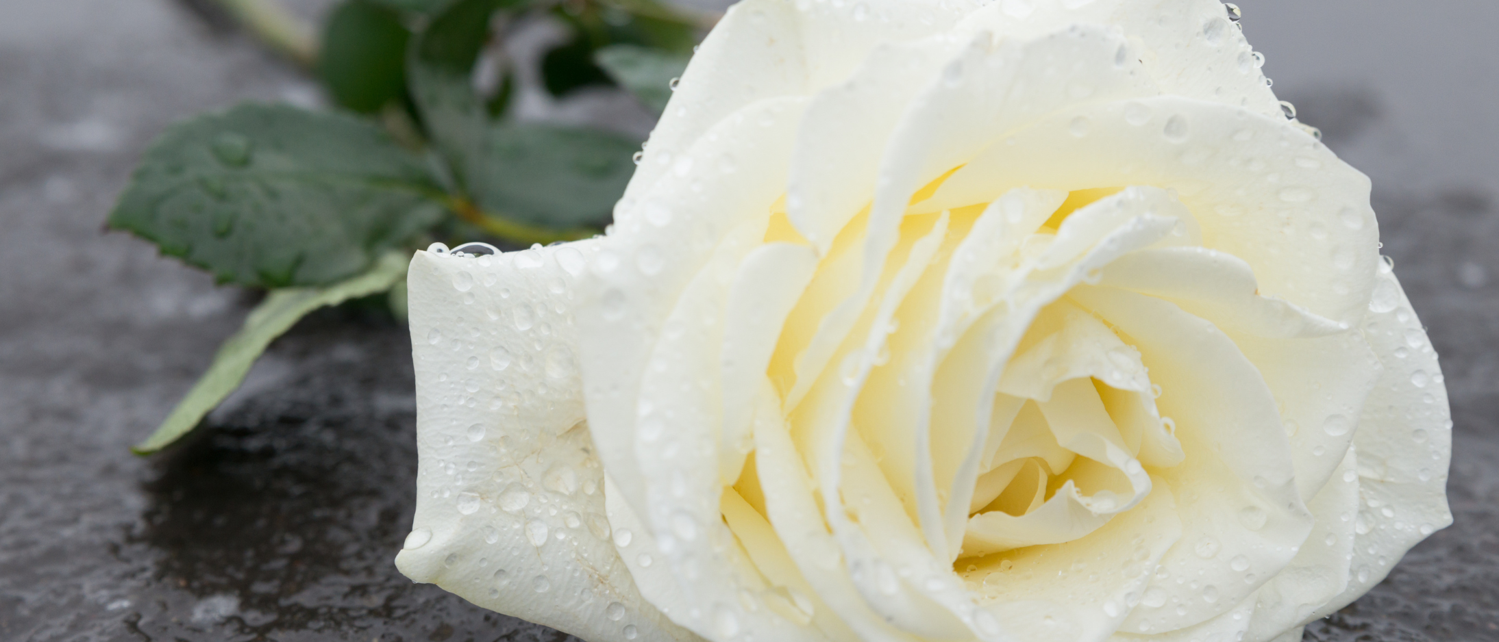 Image of White Rose