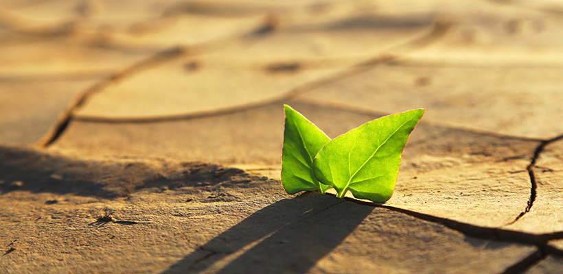 Leaf In Sand Image