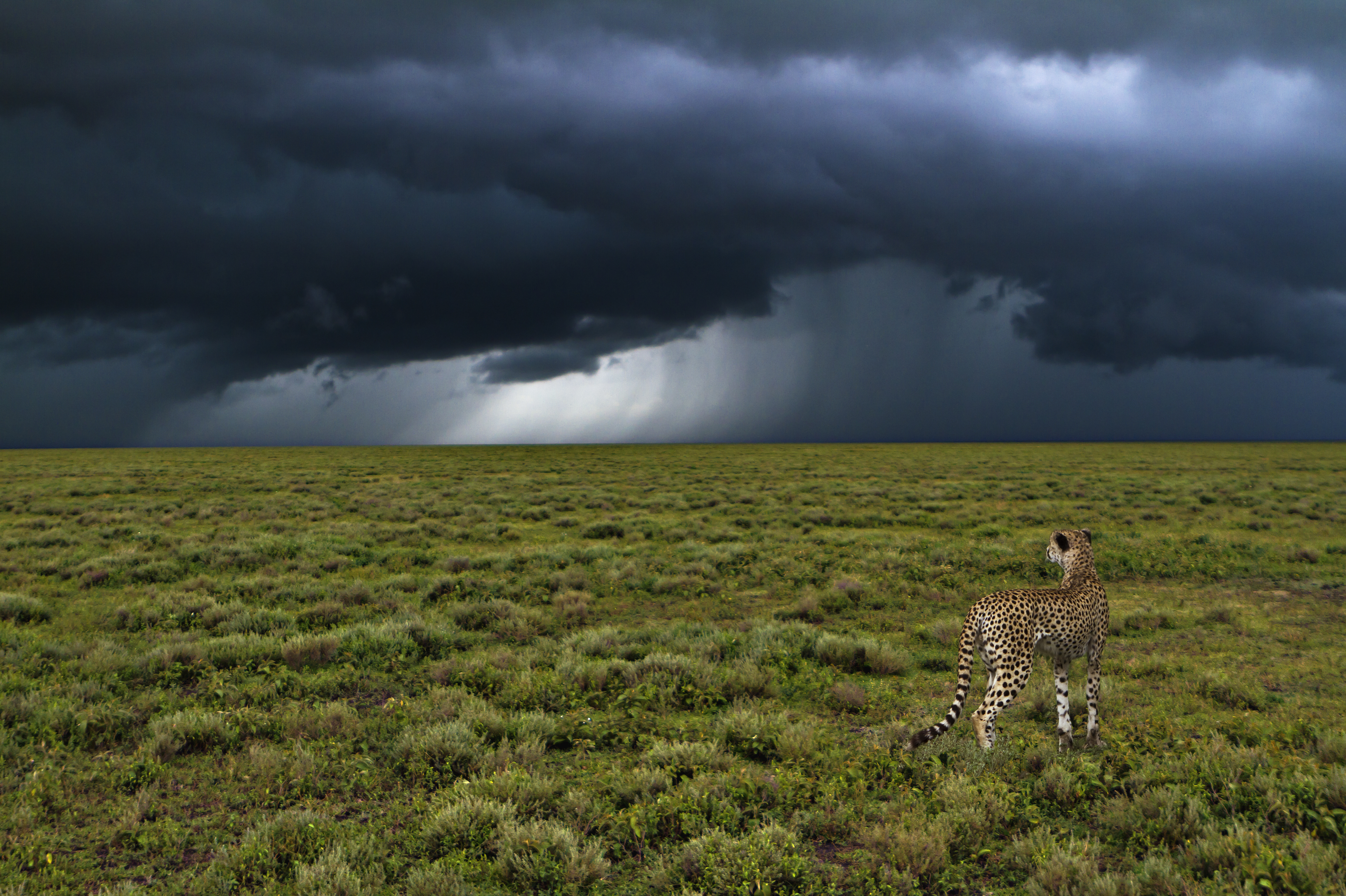 Thunderstorm with cheetah photo by Uwe Skrzypczak