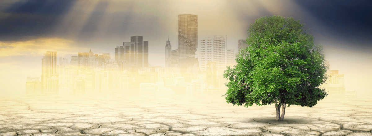 A green tree stands on broken earth in the sun