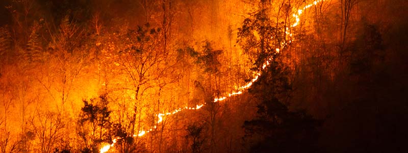 wildfires burning trees